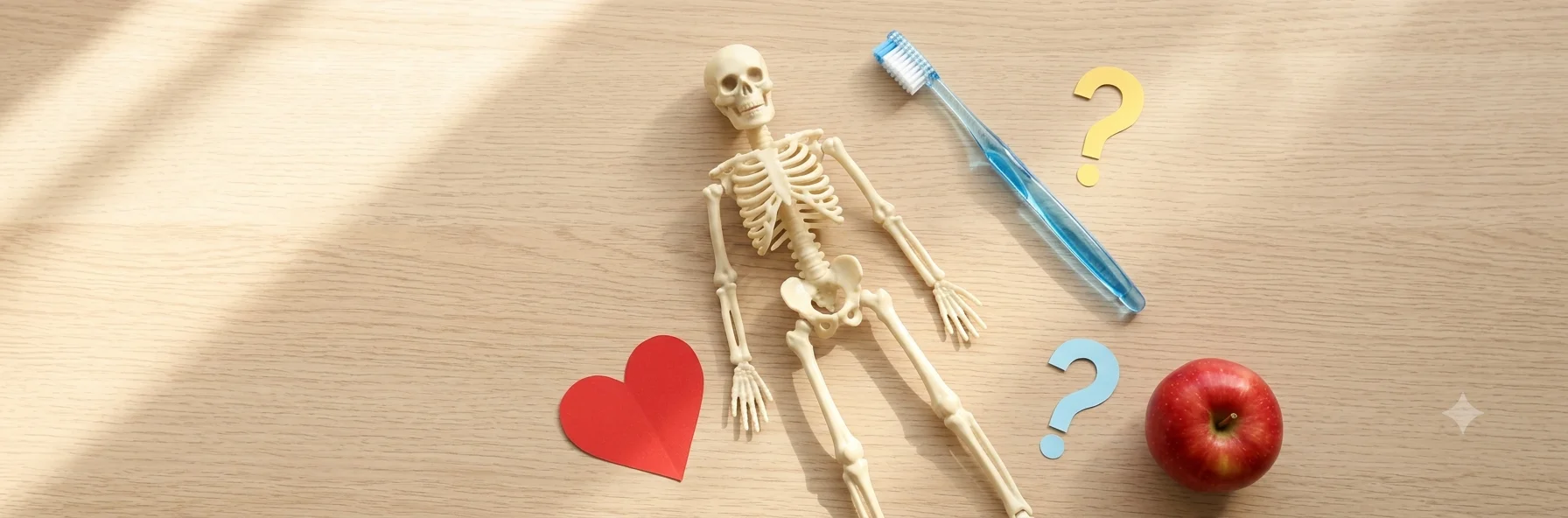 Körper-Quiz für Kinder – 25 Fragen über den Menschen