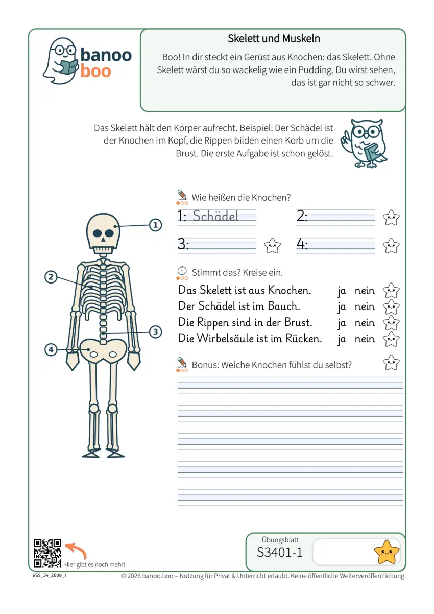 Skelett und Muskeln – Vorschau