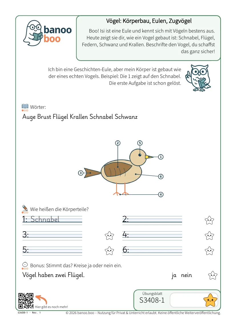 Vögel: Körperbau, Eulen, Zugvögel – Vorschau